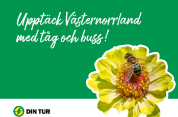 Grön bild med gul blomma och texten "Upptäck Västernorrland med tåg och buss!"